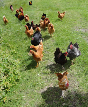 Chicken mob
