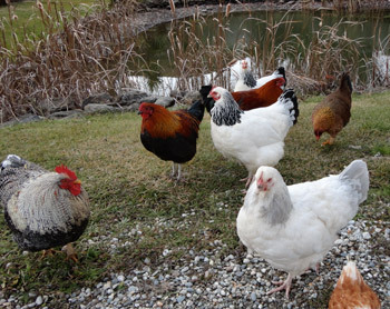 Chickens