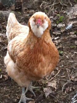Chicken