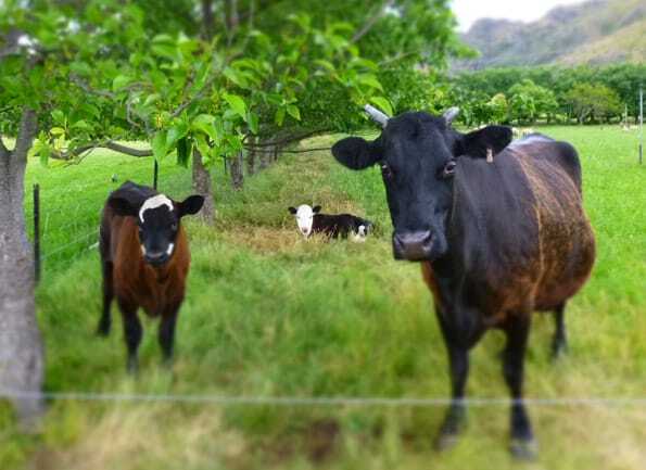 Lady Caine and calves