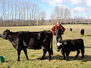 cows