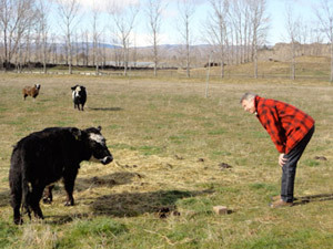 cows