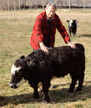 Cows