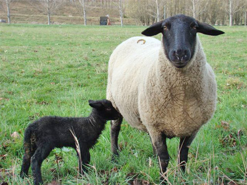 Lamb