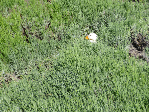 nesting duck