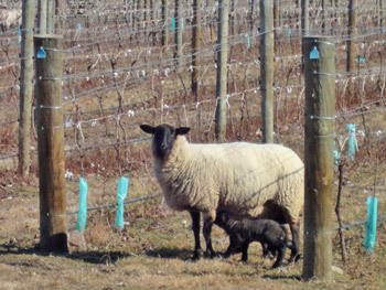 Early Lambs