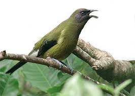 Bellbird