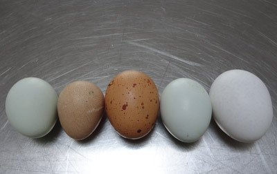 Eggs