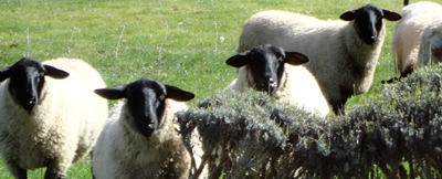 Ewes know