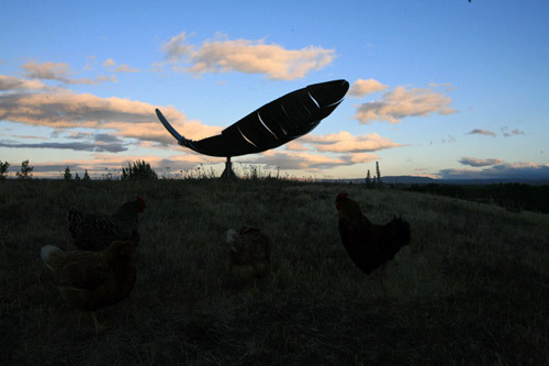 Our feather. Photo by Grahame Sydney