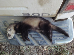Ferret