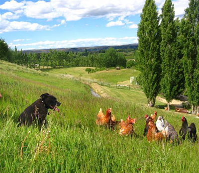 Fire and chooks