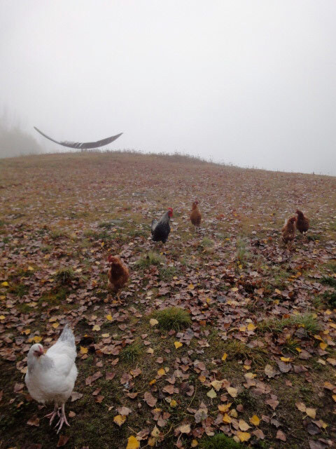 Fog feather and chickens