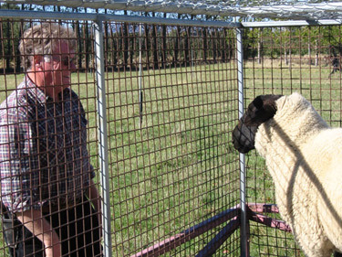 Sheep whisperer
