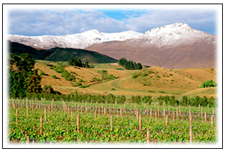 One Paddock Gibbston