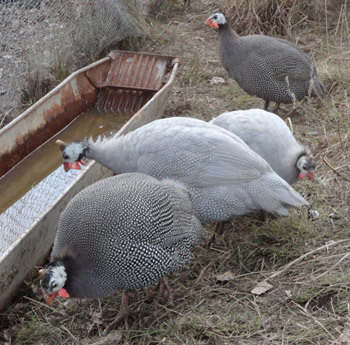 Guinea Fowl