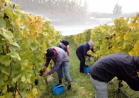 Harvest 2011