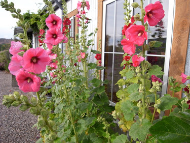 Hollyhocks