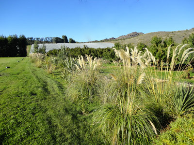 Native plants