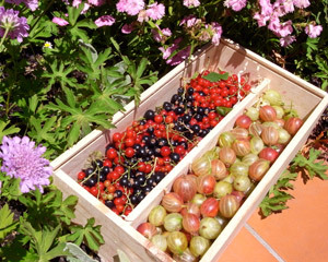 currants and gooseberries