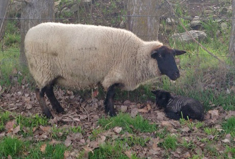 First lamb