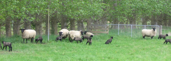 Lambs