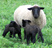 Lambs