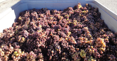 Late harvest riesling