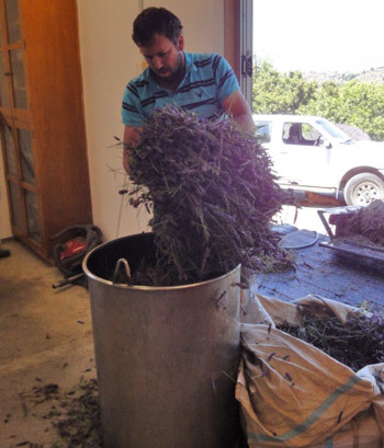 Distilling lavender