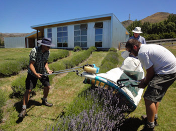 Harvesting lavender