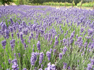 Lavender