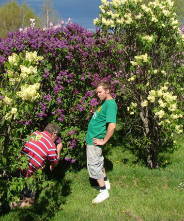 Lilacs