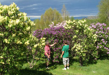 Lilacs