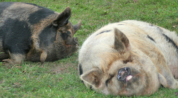 Pretty Pigs