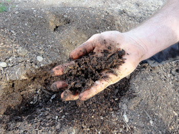 Compost