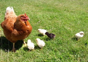 Mother and chicks