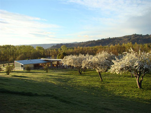 Pear blossoms