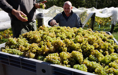 Harvest