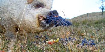 Pig and grapes