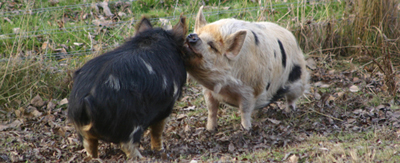 Pig Love 2