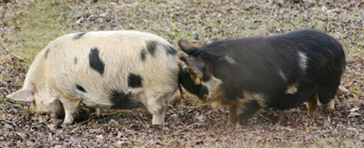 Pig Love 3