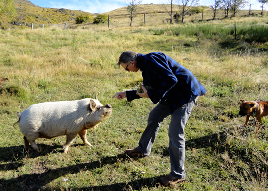 Pig scolding