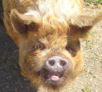 New pig