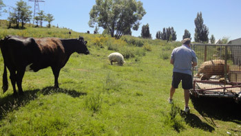cow observes