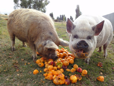 Piggy gluttony