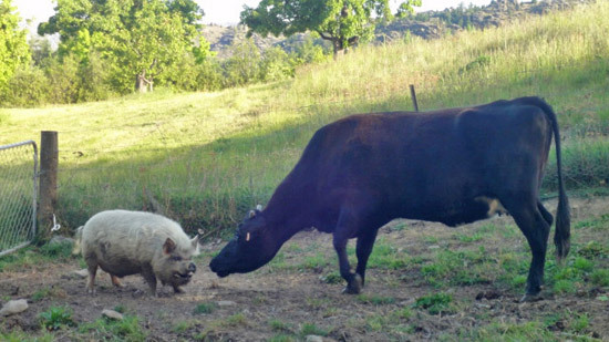 Piggy kiss