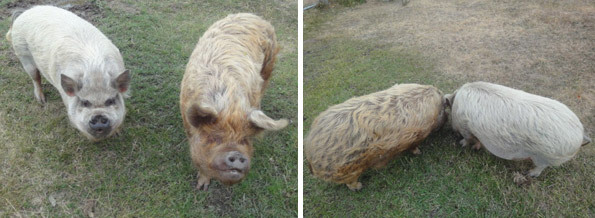 Piggy love