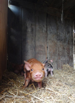 Piggy