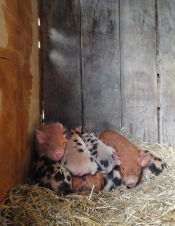 Piggy