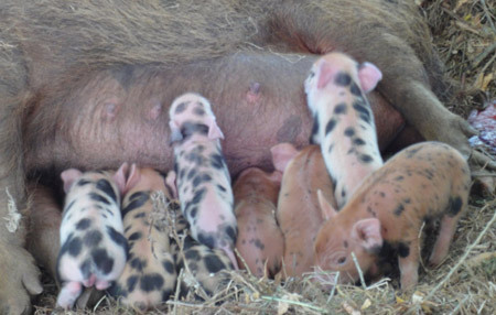 Piglets